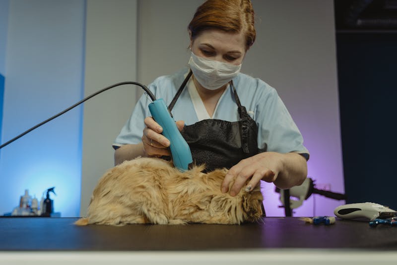 Professional Cat Grooming: My Journey from Skeptic to Believer