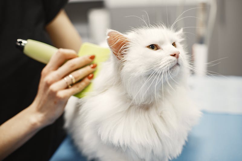 Mobile Cat Grooming: Why Home Service Changed Everything for My Anxious Cat